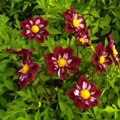 Dahlienmischung Bienenweide