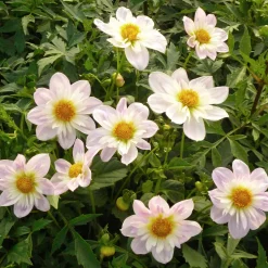 Dahlienmischung Bienenweide