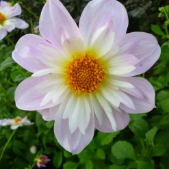 Dahlienmischung Bienenweide