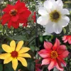 Dahlienmischung Bienenweide Beet
