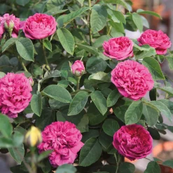 Damaszenerrose 'Rose de Resht'