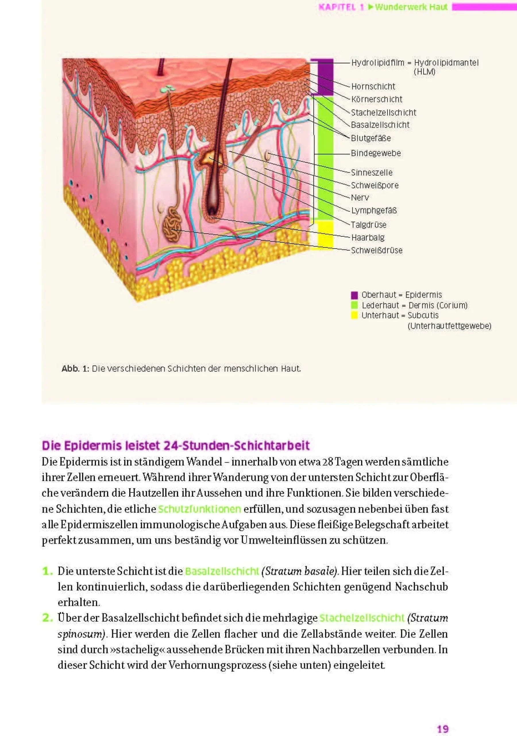 Das große Buch für die gesunde Haut