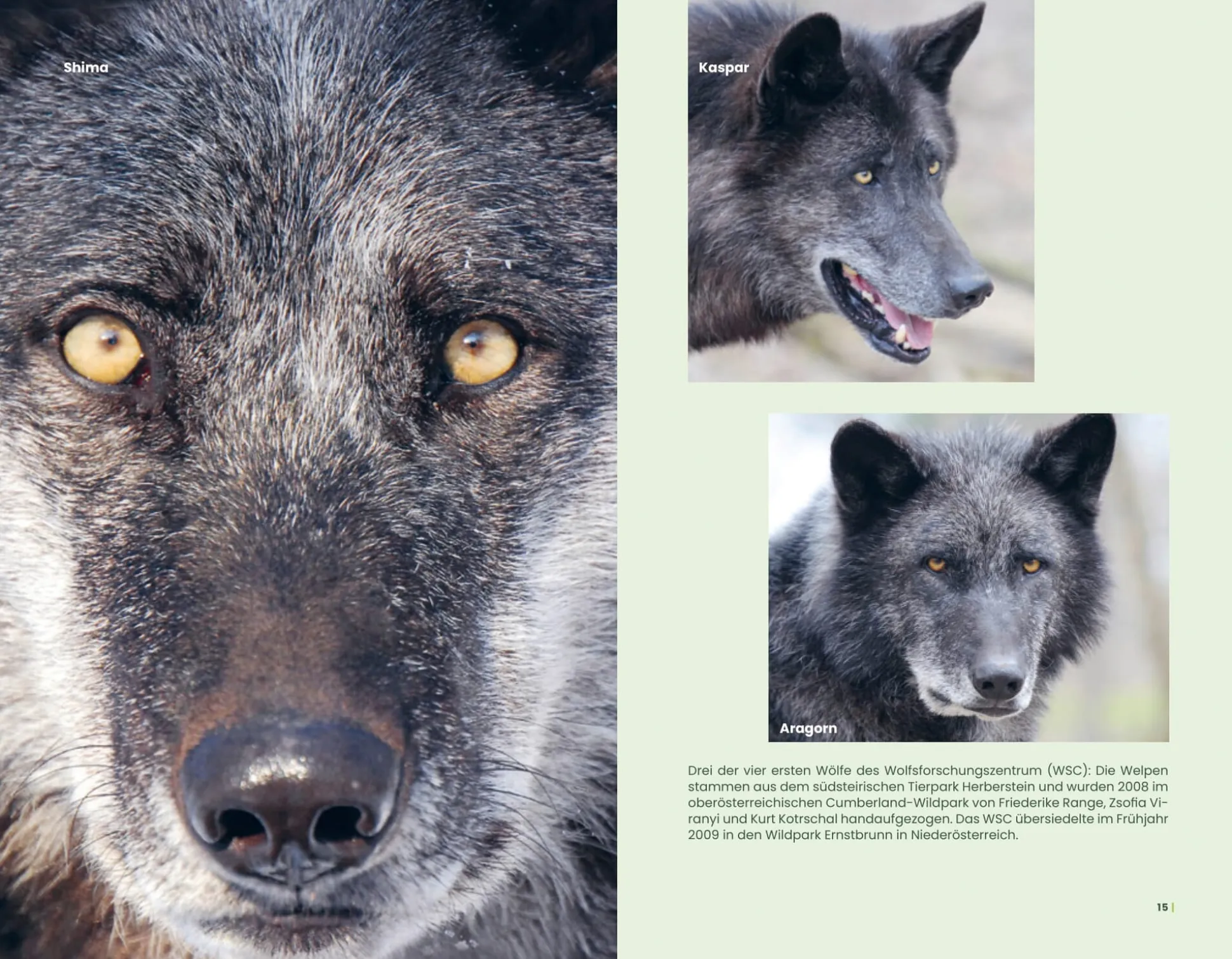 Der Wolf und wir