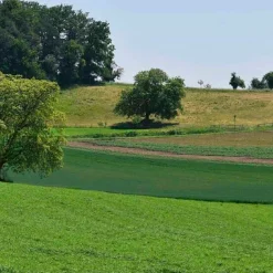 Die Walnuss
