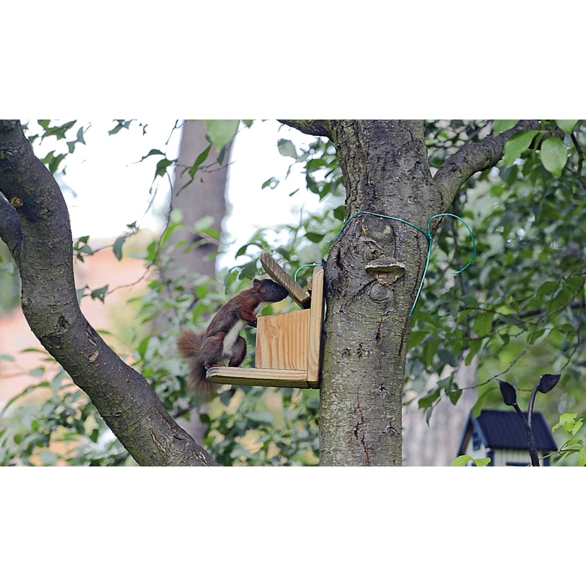 Eichhörnchen-Futterstation
