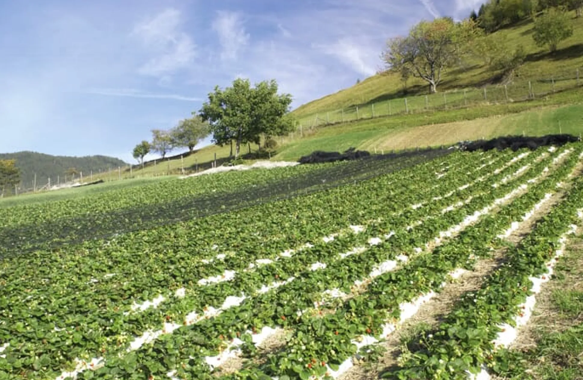 Erdbeer-Fruchtaufstrich aus Südtirol