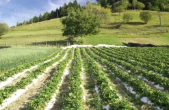 Erdbeer-Fruchtaufstrich aus Südtirol