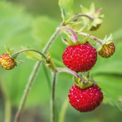 Erdbeerpaket Balkon-Erdbeeren