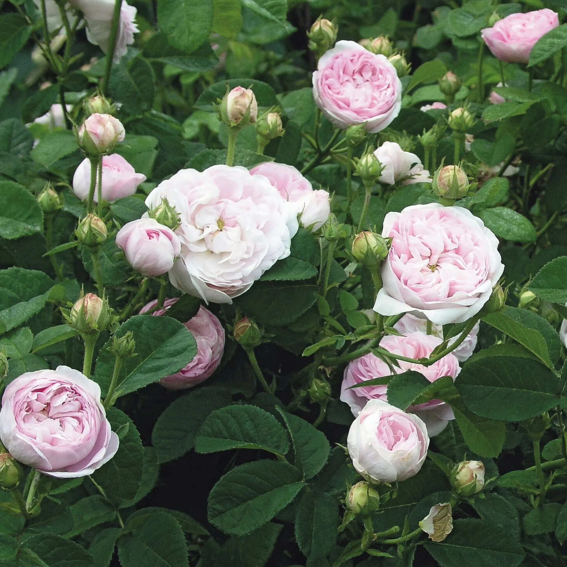Gallische Rose 'Duchesse de Montebello'