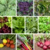 Gemüsejungpflanzen für das Hochbeet Set 1 und 2