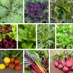 Gemüsejungpflanzen für das Hochbeet Set 1 und 2