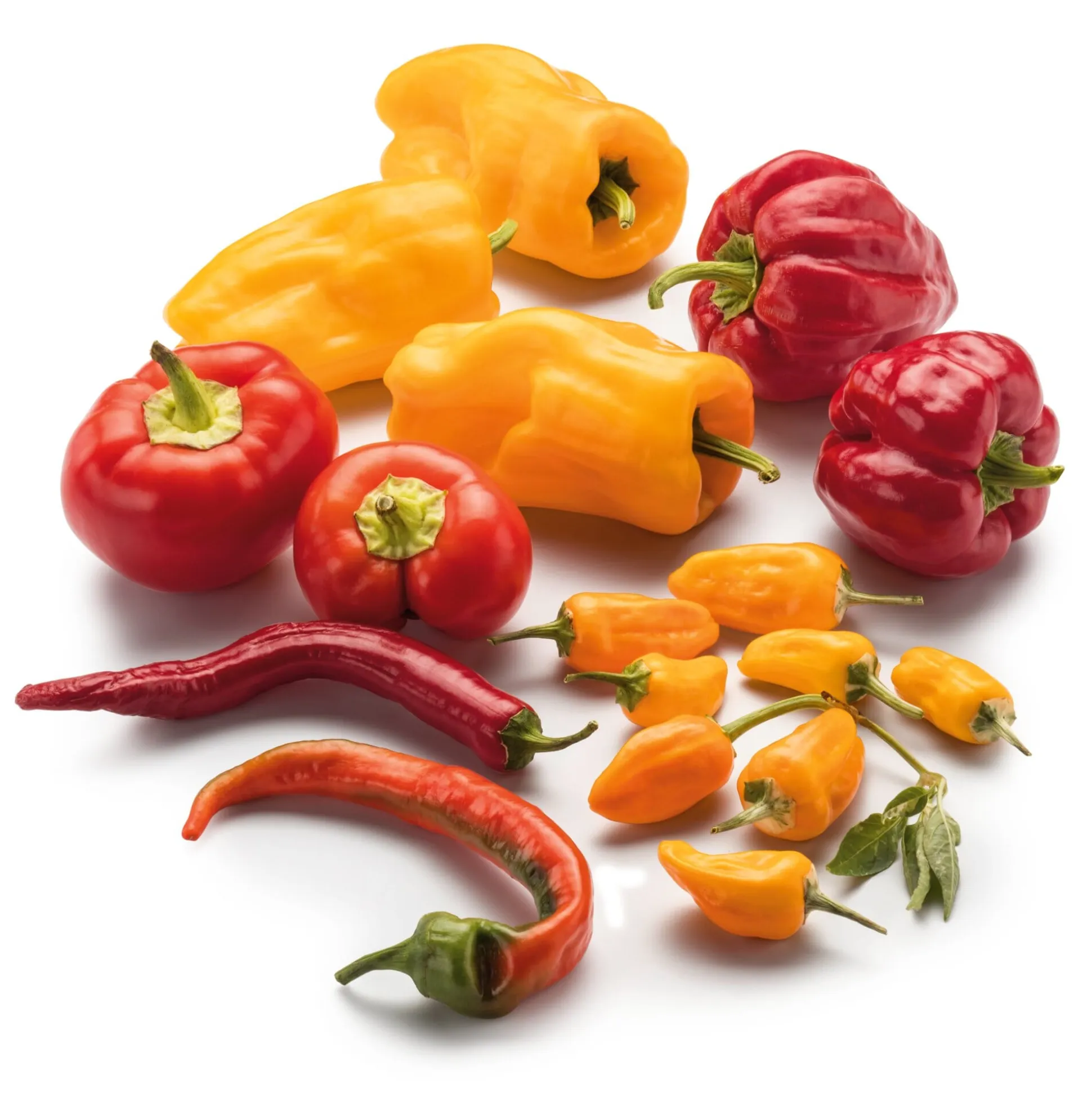 Gemüsesamen Besondere Chilis und Paprika