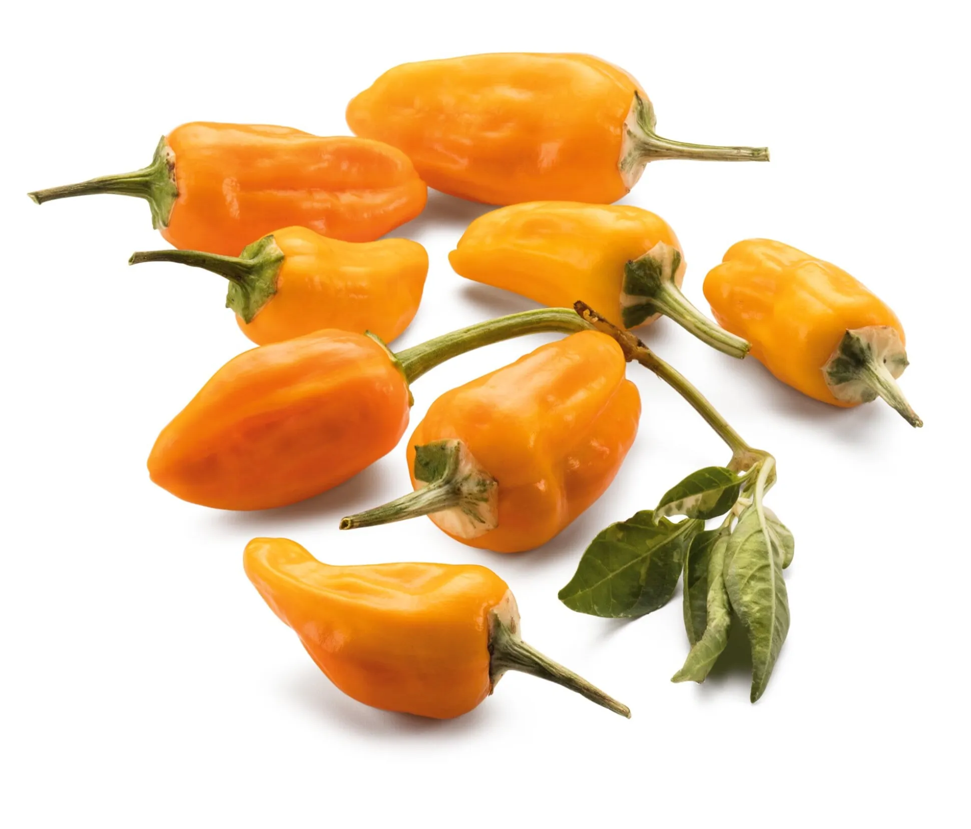 Gemüsesamen Besondere Chilis und Paprika