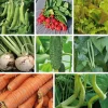 Gemüsesamen Gartengemüse Alte Landsorten