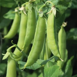 Gemüsesamen Gartengemüse Alte Landsorten