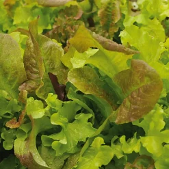Gemüsesamen Gartengemüse Alte Landsorten