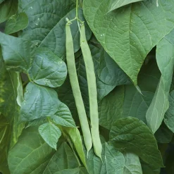 Gemüsesamen Gartengemüse Alte Landsorten