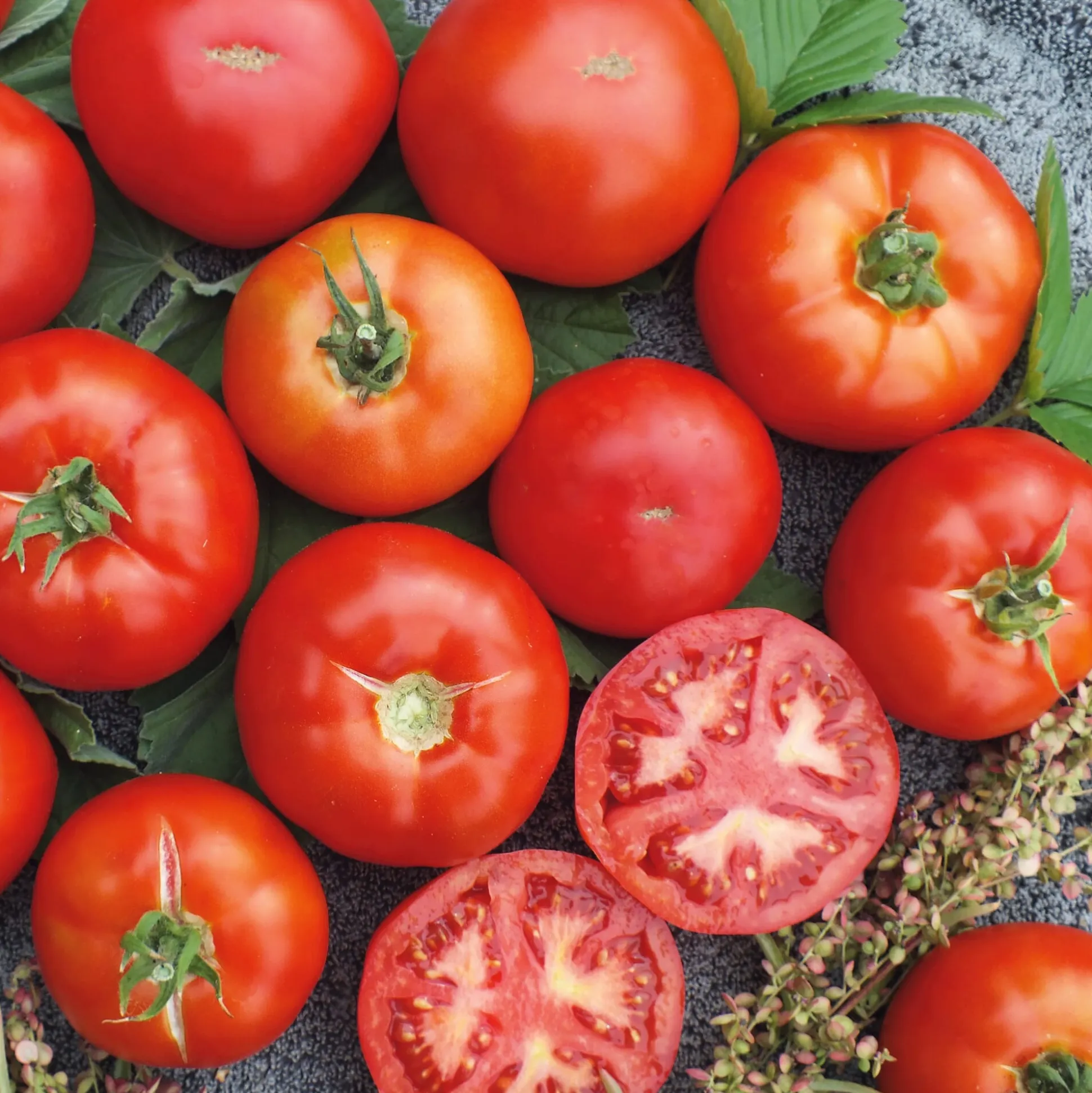 Gemüsesamen Tomaten für den Balkon