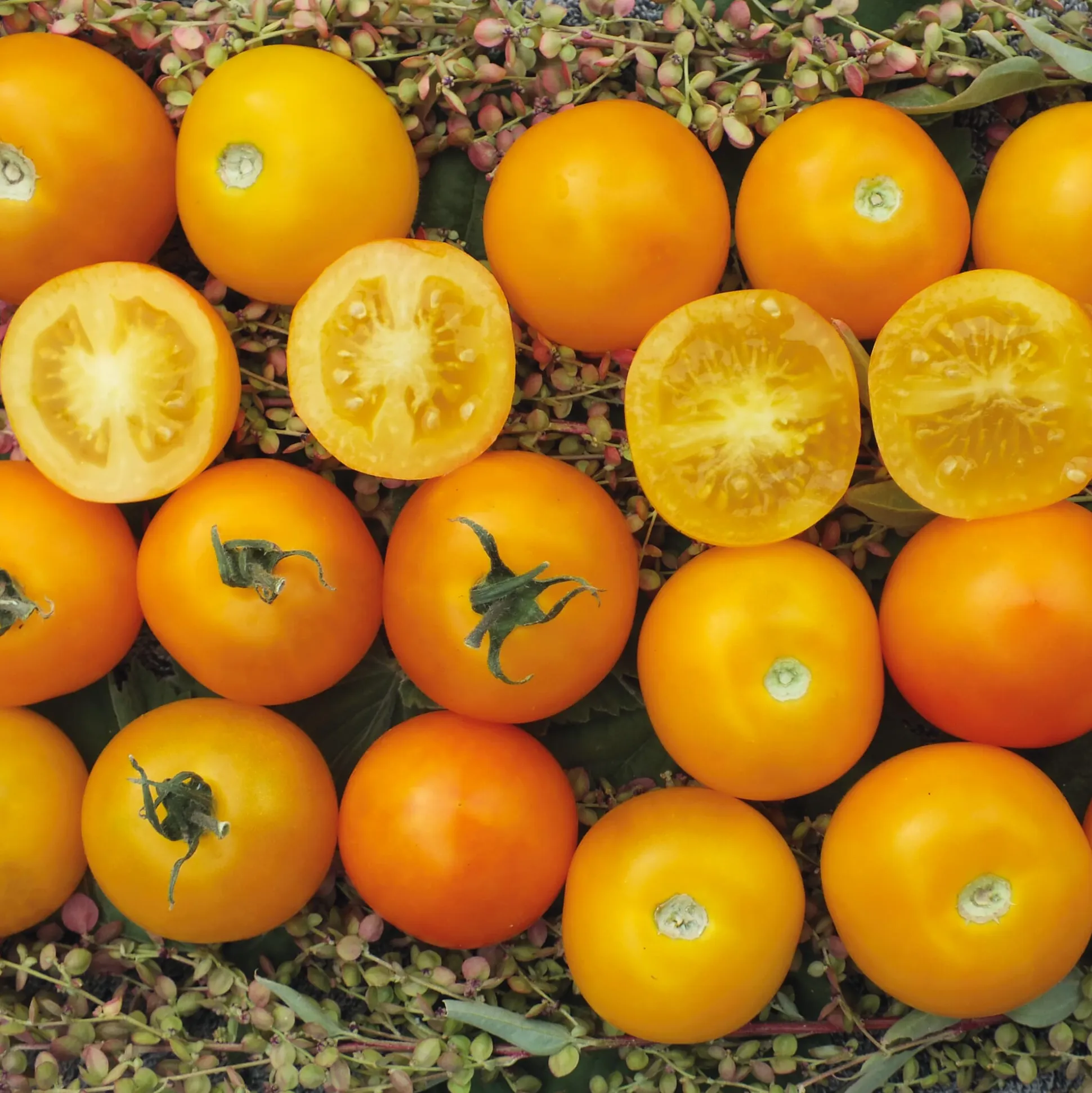 Gemüsesamen Tomaten für den Balkon
