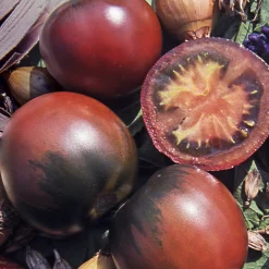 Gemüsesamen Tomaten in allen Farben