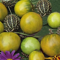 Gemüsesamen Tomaten in allen Farben