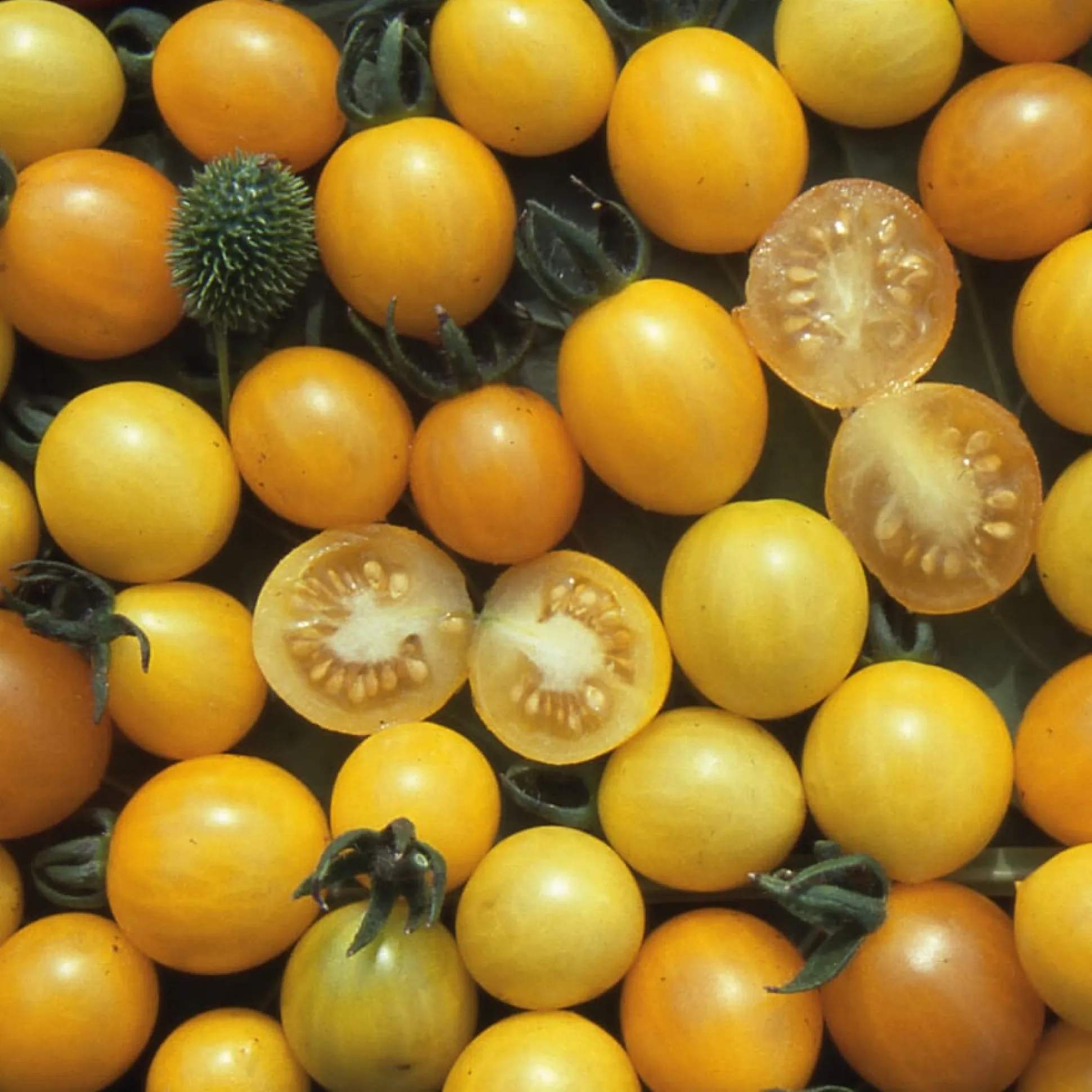 Gemüsesamen Wildtomaten