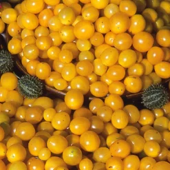 Gemüsesamen Wildtomaten