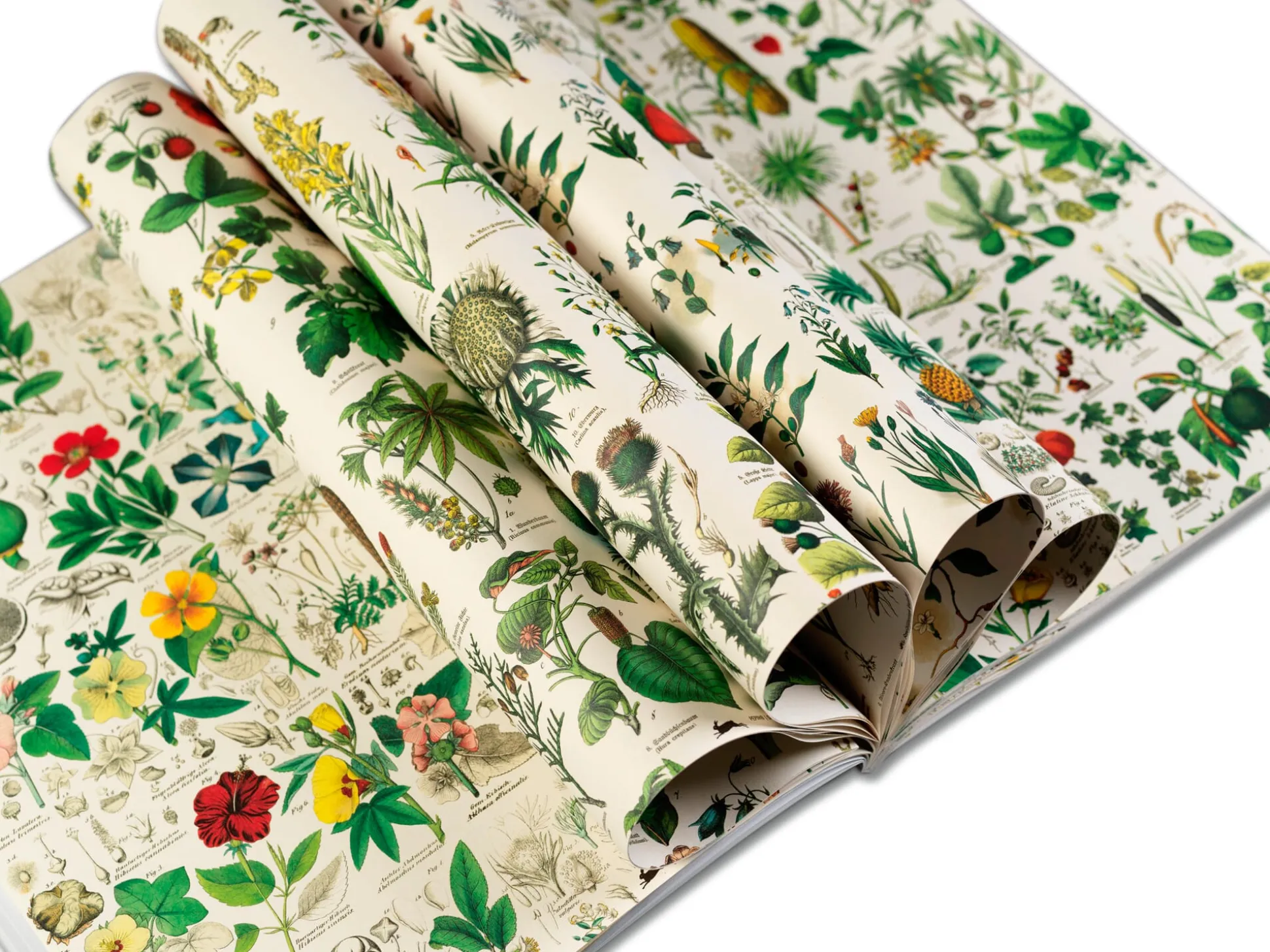 Geschenkpapier Pepin