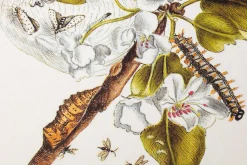 Grußkarten Blumenmotive Maria Sibylla Merian
