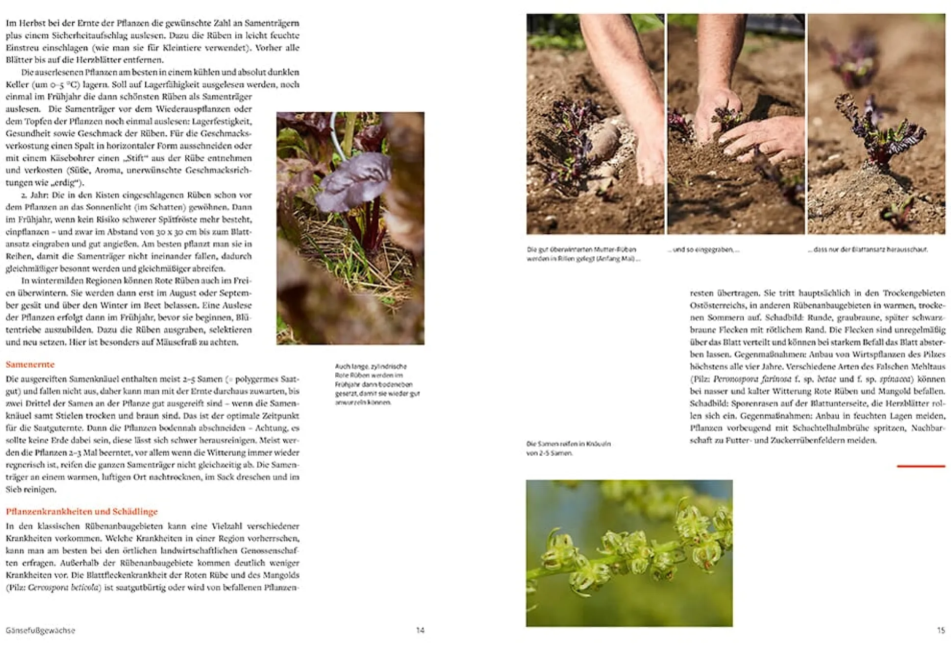 Handbuch Samengärtnerei