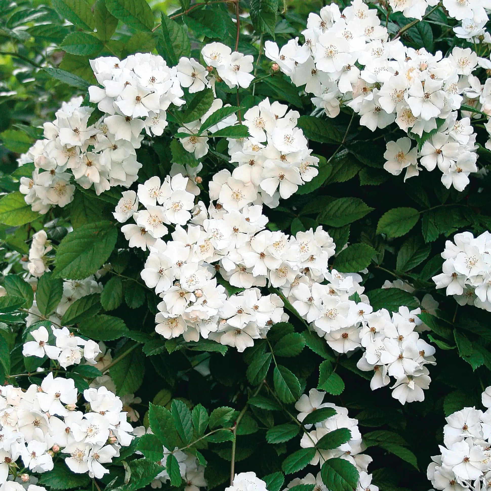Hecke Duftgehölze