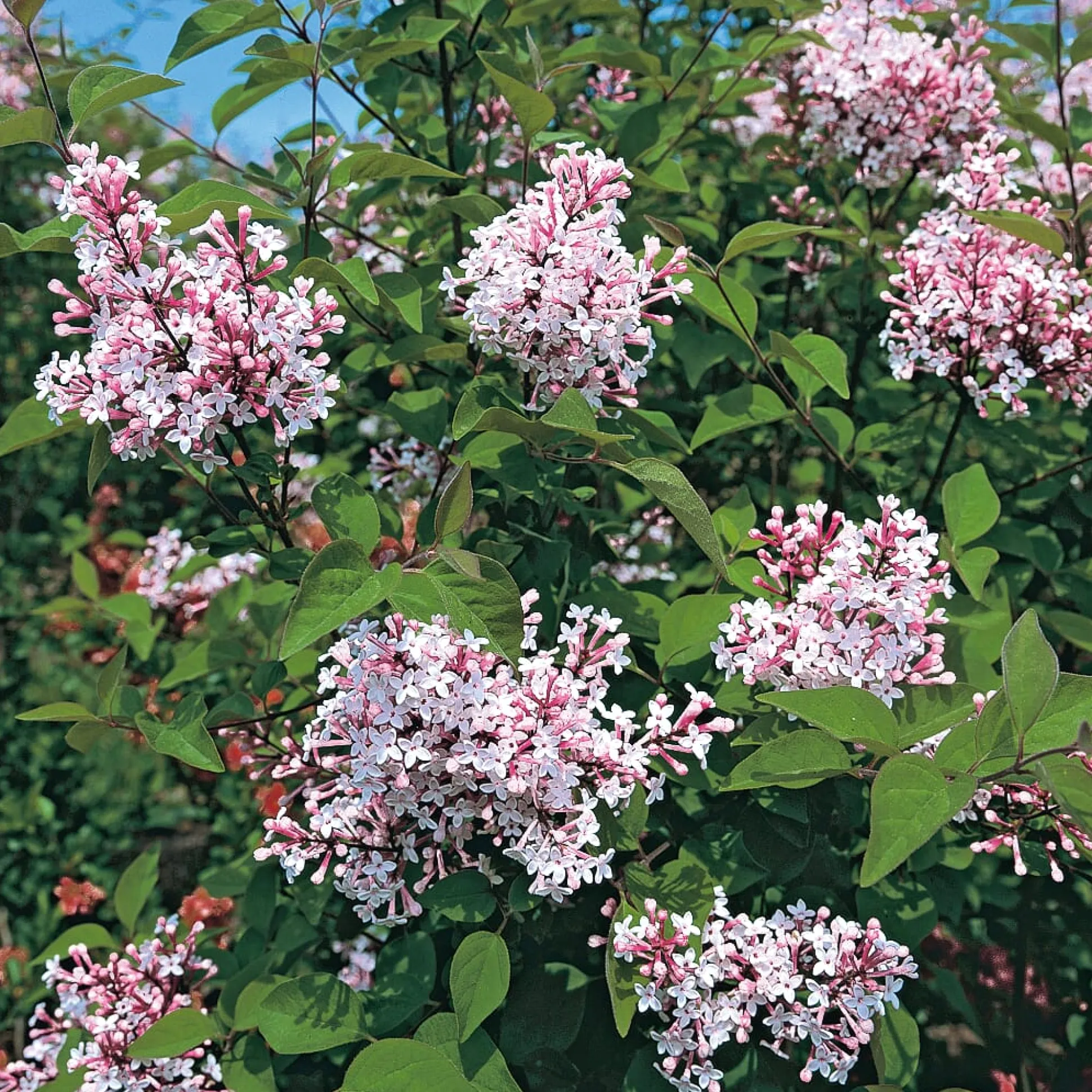 Hecke Duftgehölze