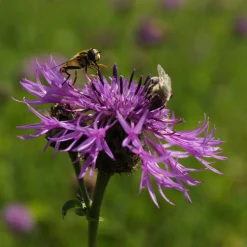 Heimische Wildstauden