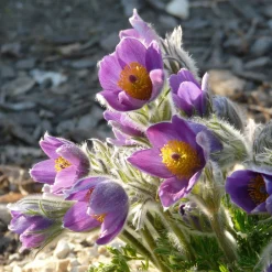 Heimische Wildstauden