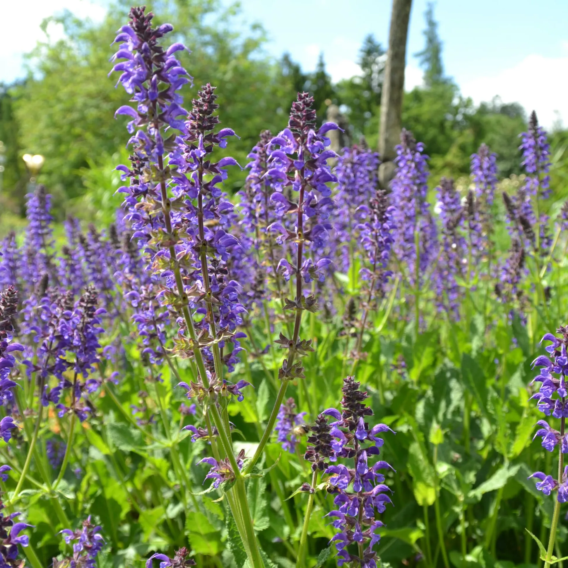 Heimische Wildstauden