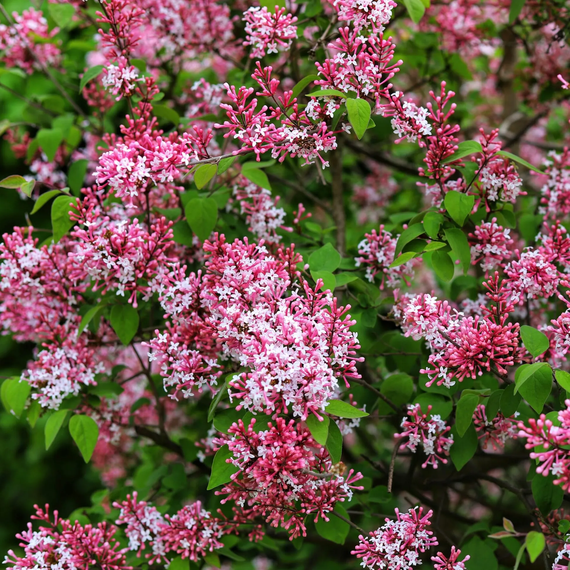 Herbstflieder 'Superba'