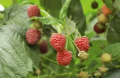 Himbeer-Fruchtaufstrich aus Südtirol