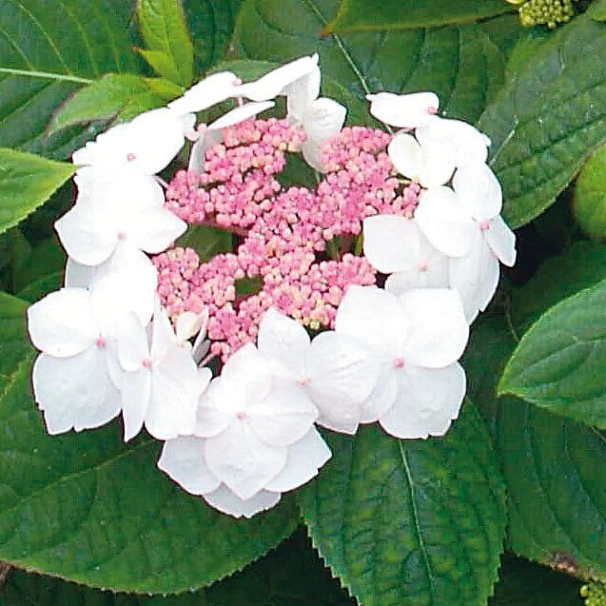 Hortensie 'Grayswood '