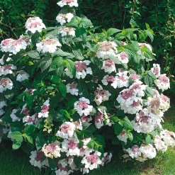 Hortensie 'Grayswood '