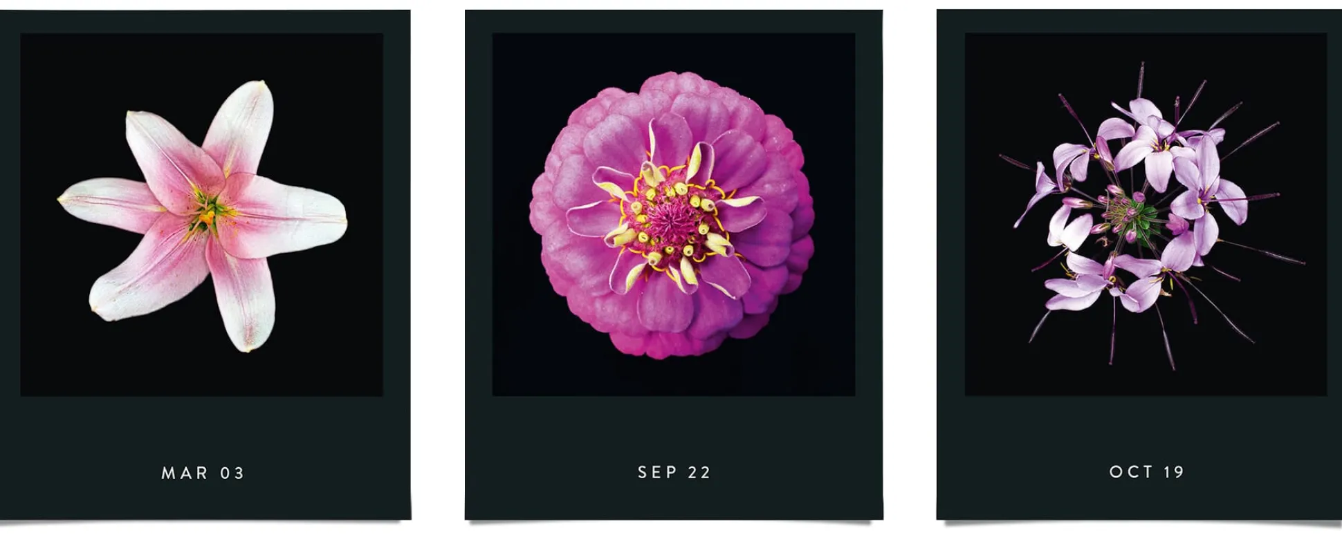 Jahreskalender Flamboyant Flowers