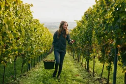 Juwel Riesling