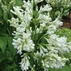 Kanadischer Flieder 'Agnes Smith'
