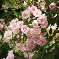 Kaskadenrose 'Frau Eva Schubert'
