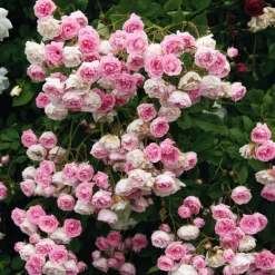 Kaskadenrose 'Frau Eva Schubert'