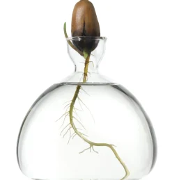 Keimglas Ilex