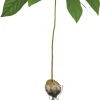Keimglas Ilex