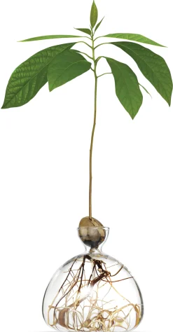 Keimglas Ilex