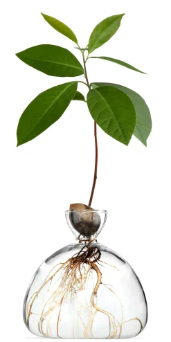 Keimglas Ilex