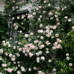 Kletterrose 'New Dawn'®