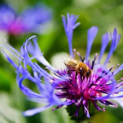 Kombipaket Heimische Stauden/Stauden für Bienen, Schmetterlinge